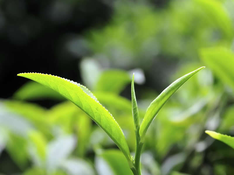 轻音乐纯音乐合集（古早茶系列6CD） 迅雷云盘下载